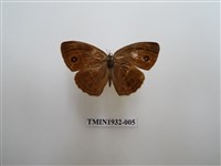 藏品(淡色眉眼蝶)的圖片